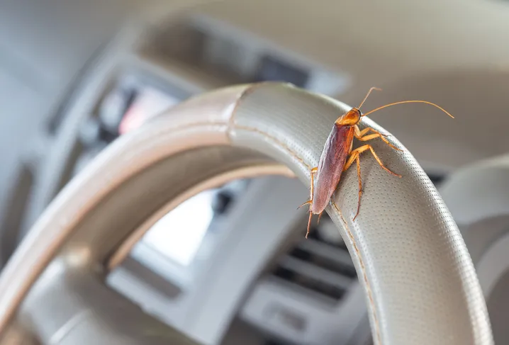 Cockroaches